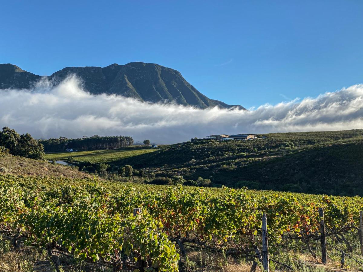 Spookfontein vineyards and mountains in the Hemel-en-Aarde Valley