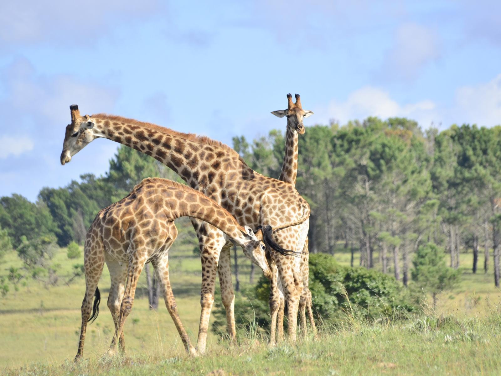 Lalibela Wildlife Reserve