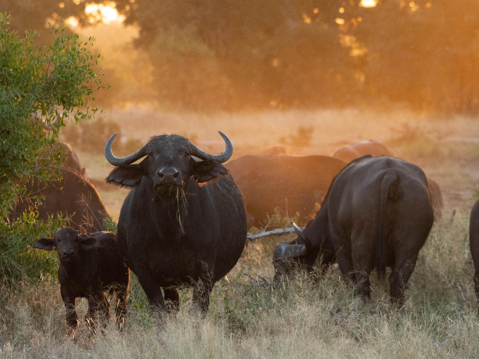 Mohlabetsi Safari Lodge