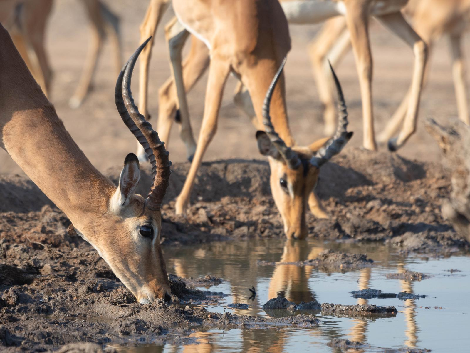 Mohlabetsi Safari Lodge