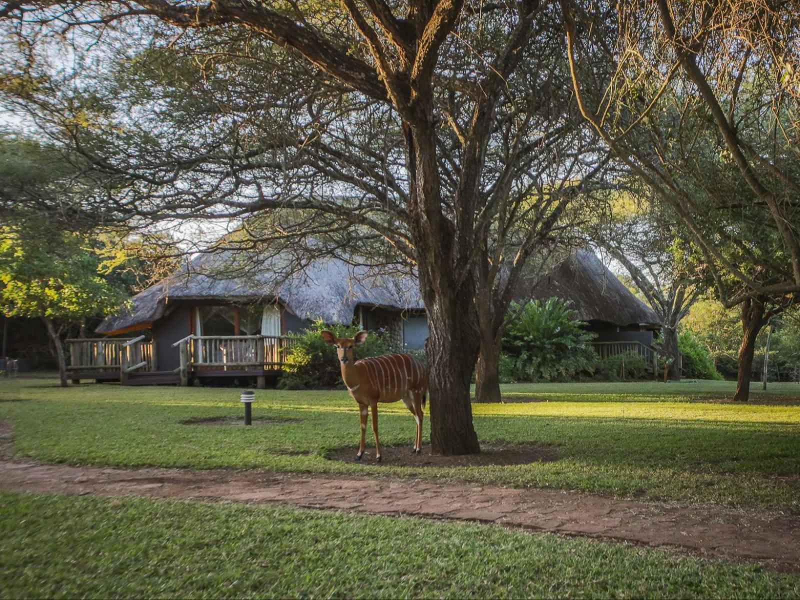 Rhino River Lodge