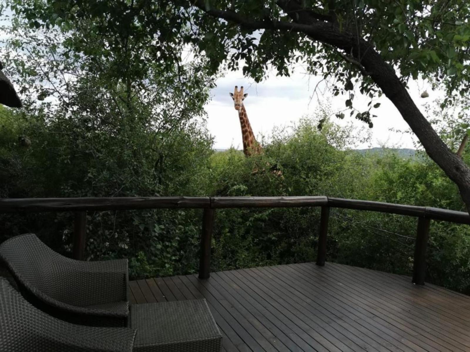 Motswiri Private Safari Lodge