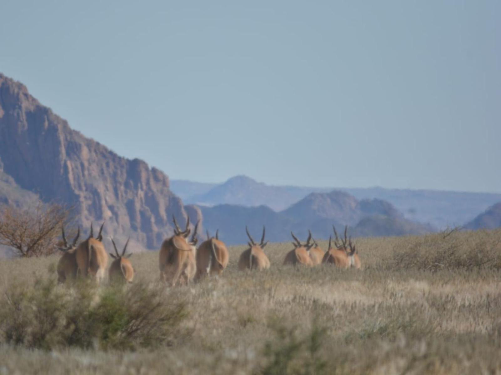Tutwa Desert Lodge