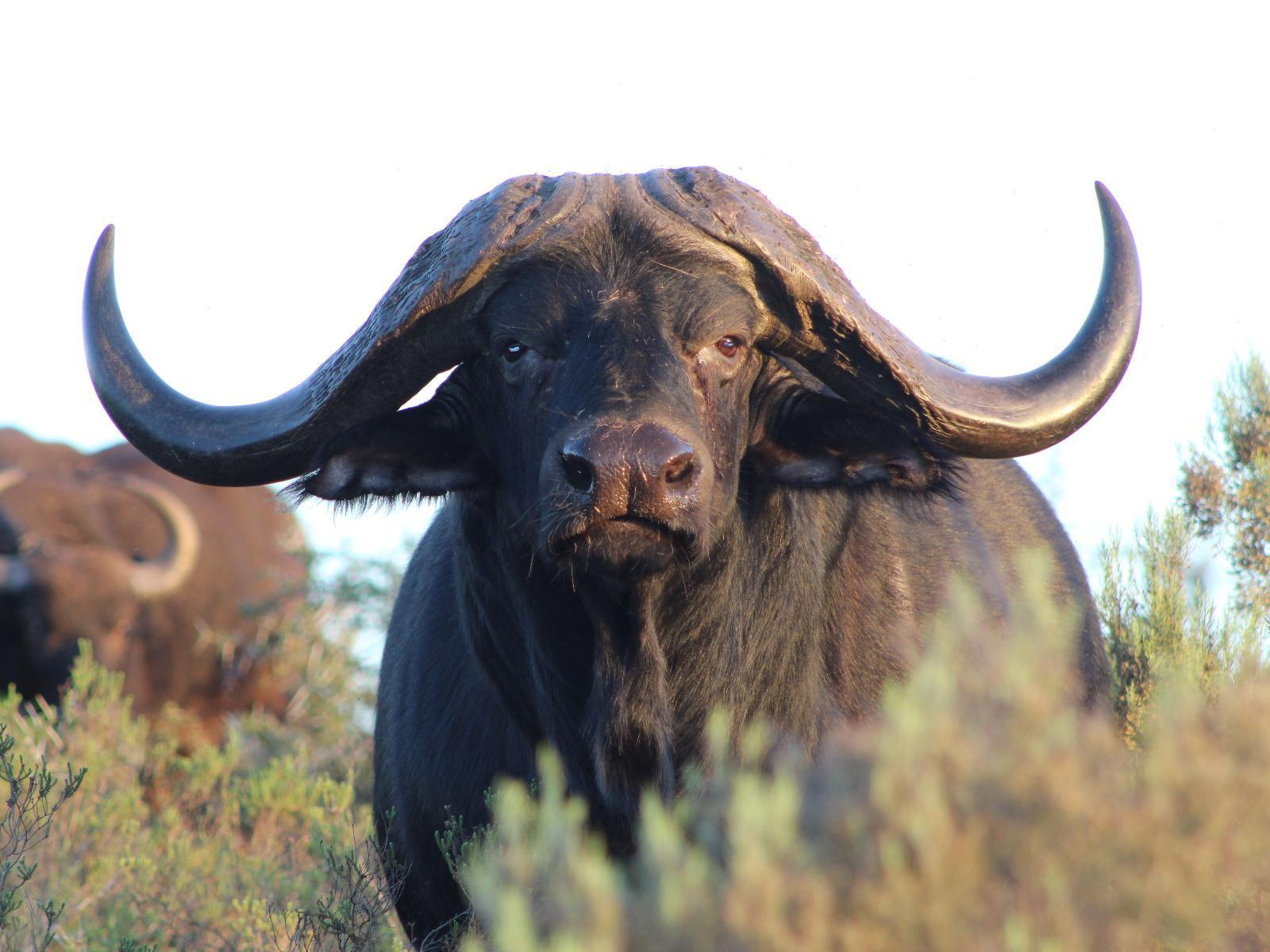 Hartenbos Private Game Lodge