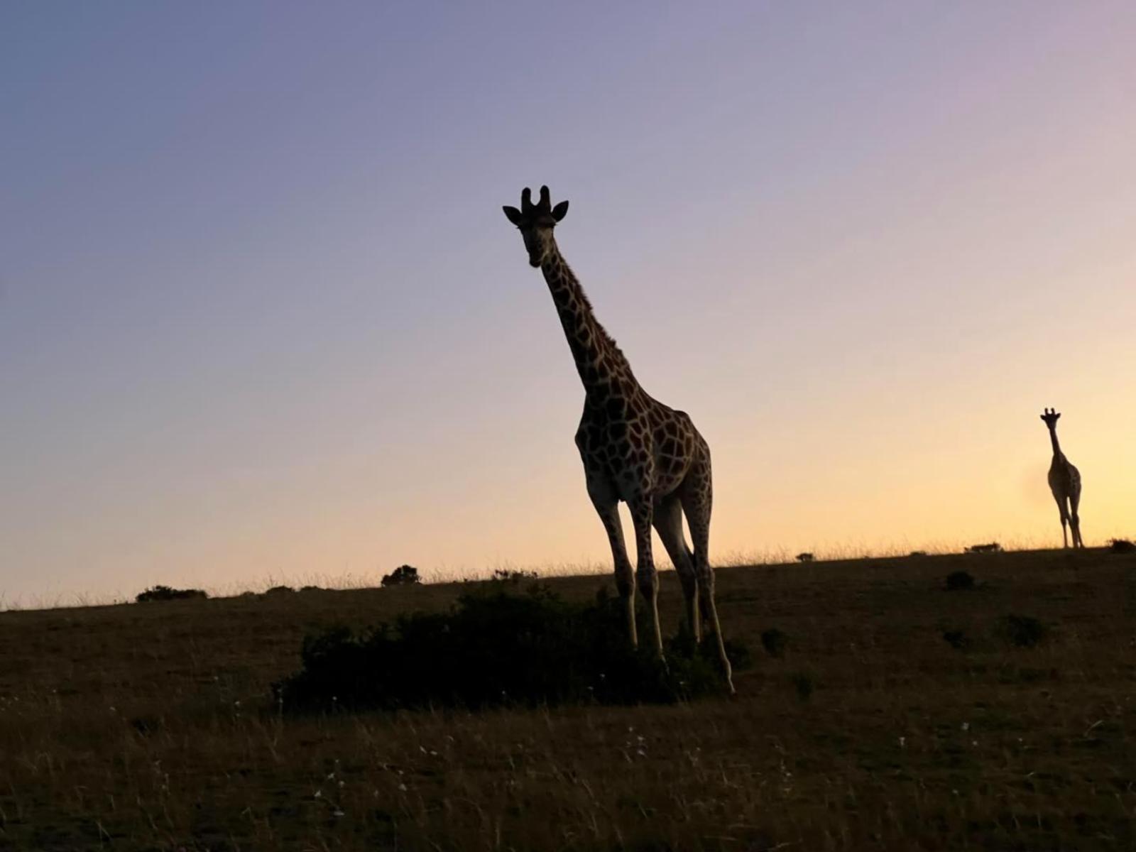 Hartenbos Private Game Lodge