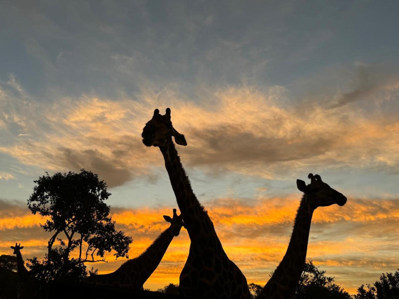 Mologa River lodge