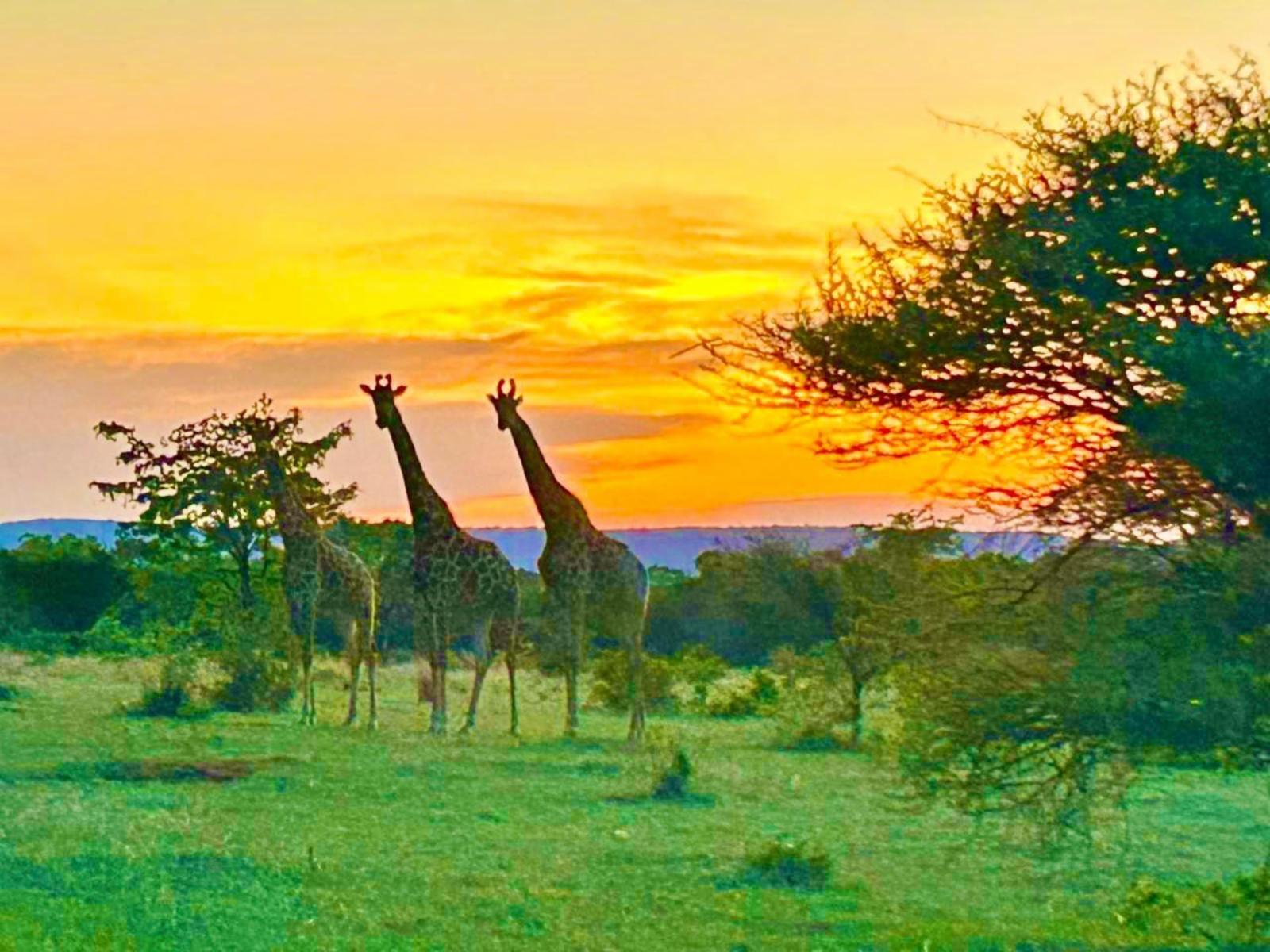 Sambane Game Lodge
