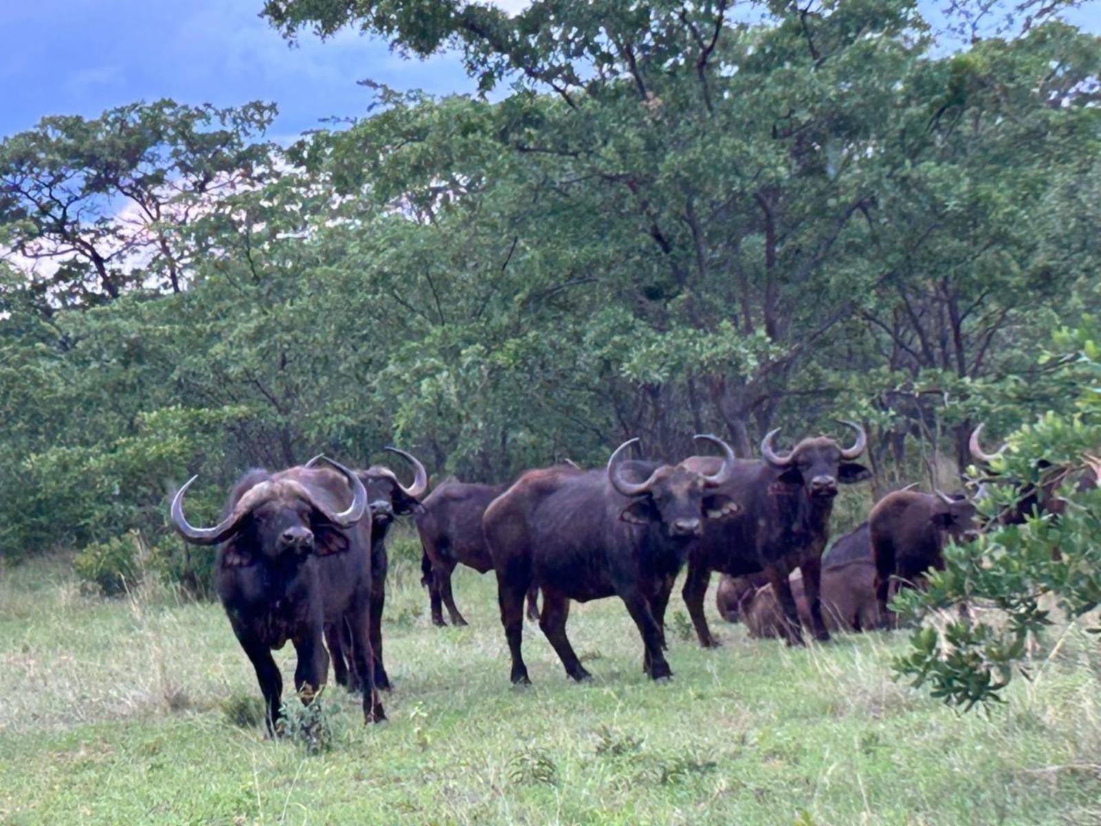 Sambane Game Lodge