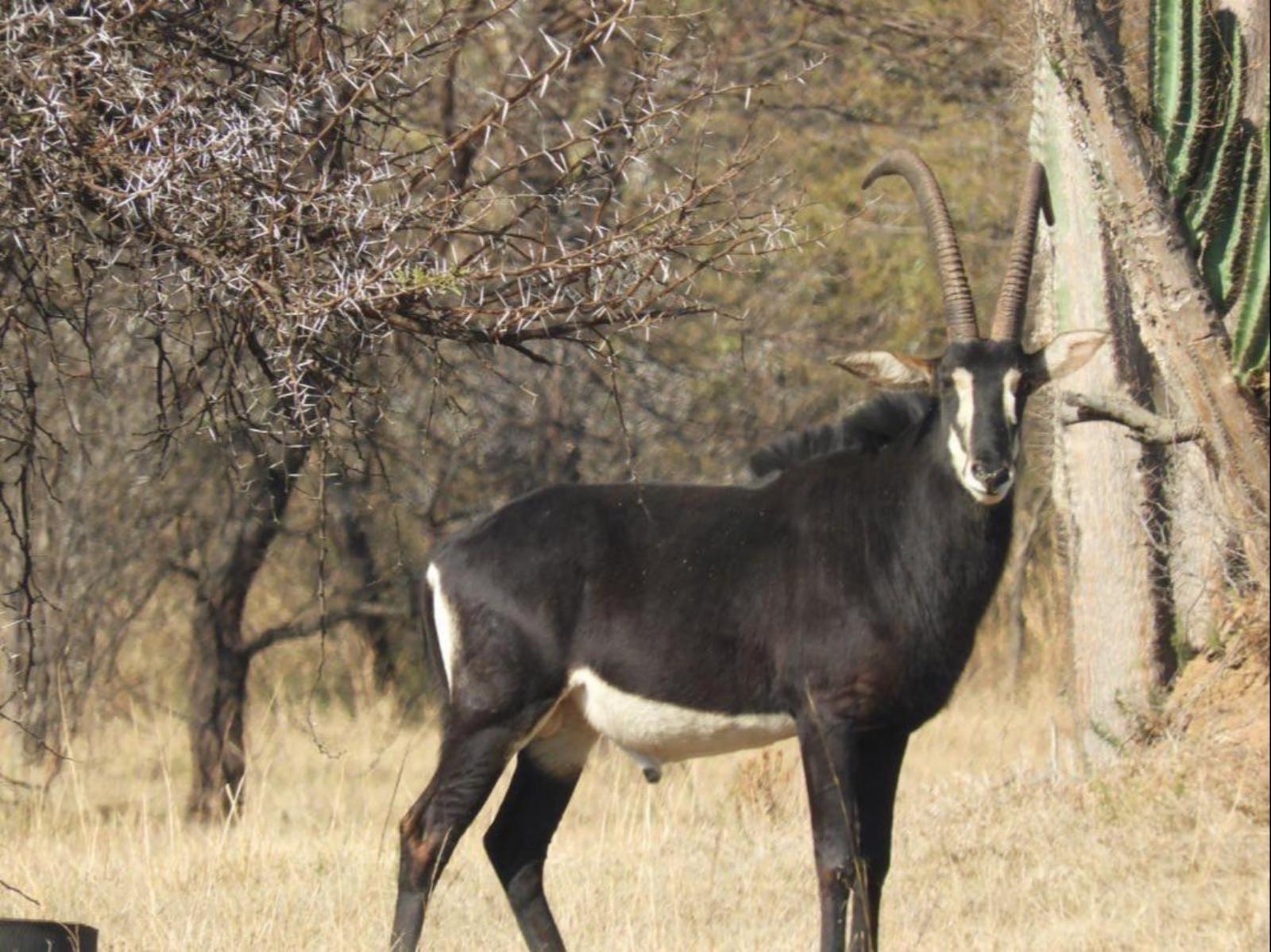 Sambane Game Lodge