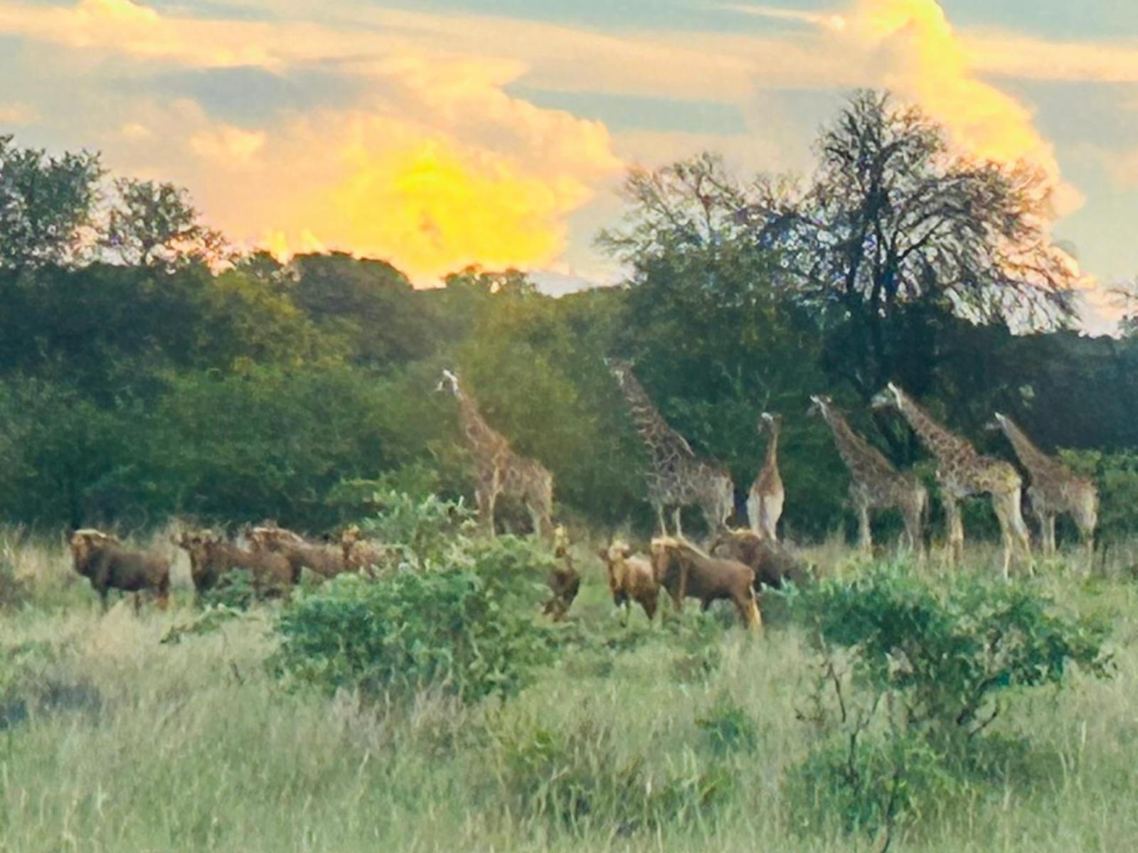 Sambane Game Lodge