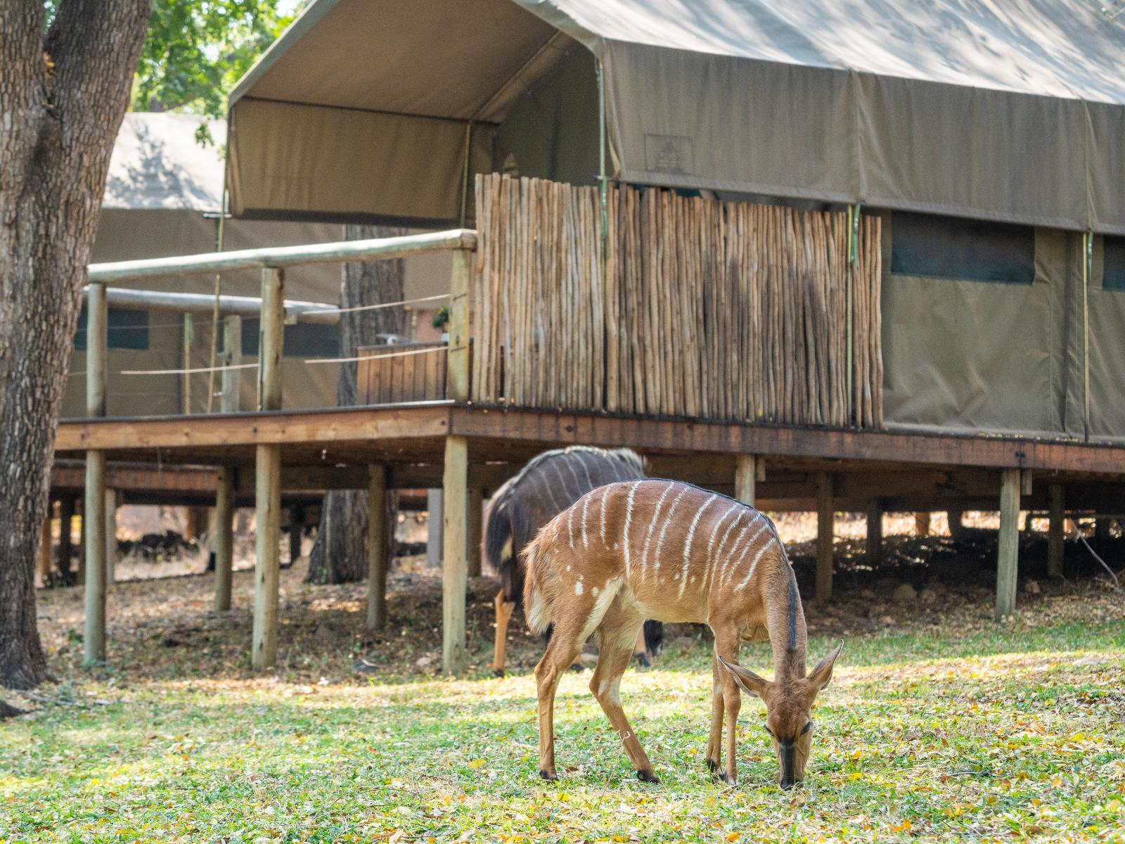 Rukiya Safari Camp