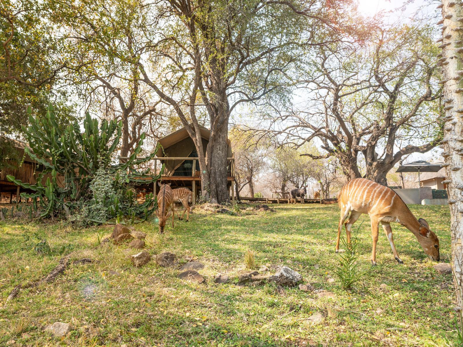 Rukiya Safari Camp