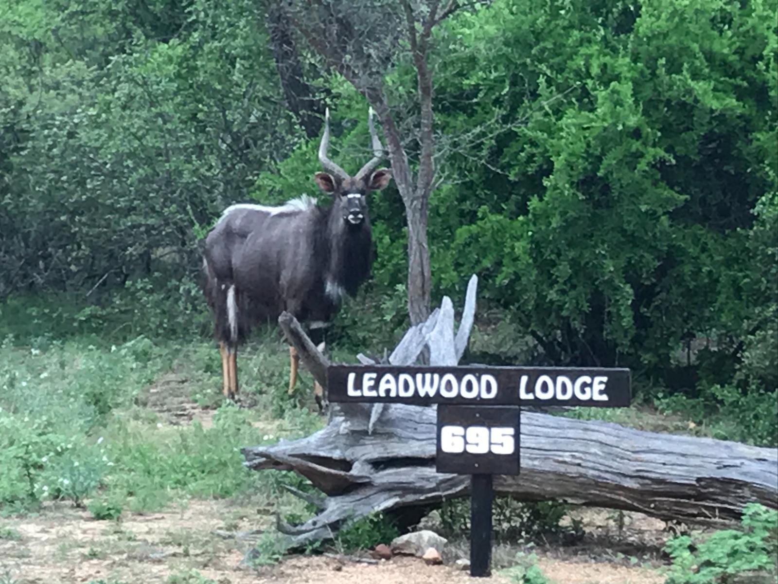 Leadwood Tree Safari Lodge