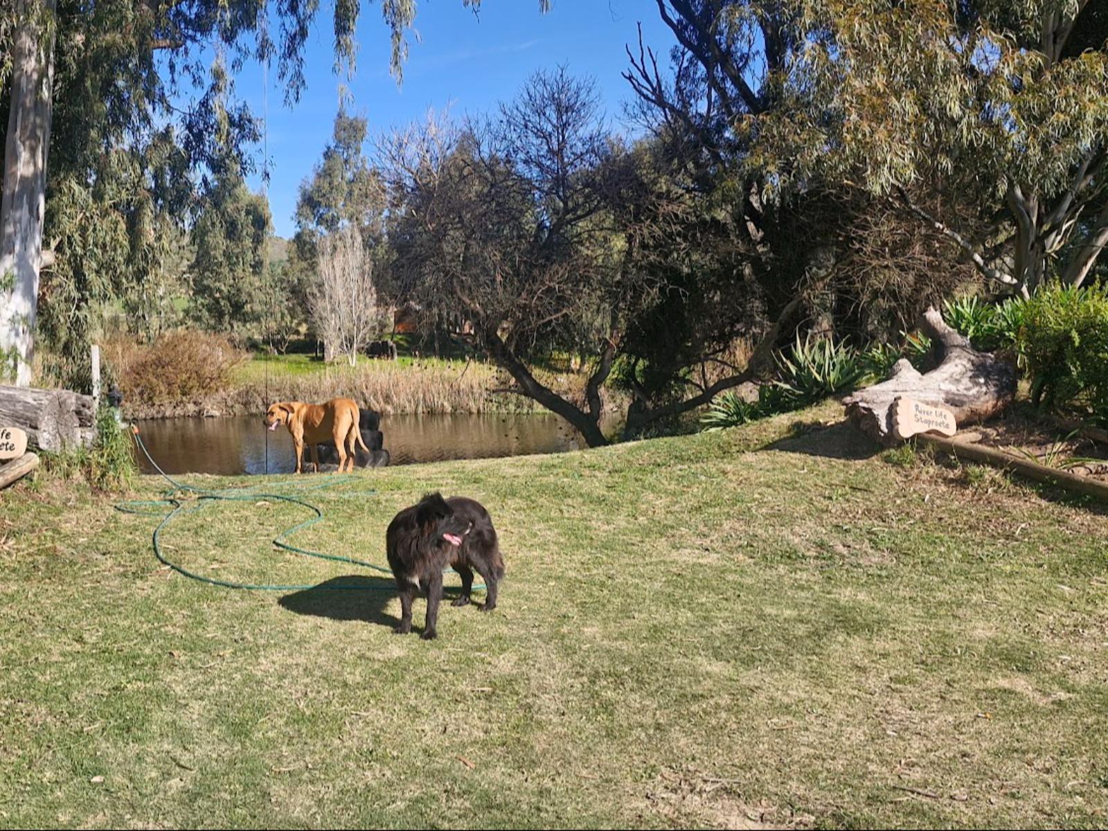 Merwespont River Life Guesthouses & Farm