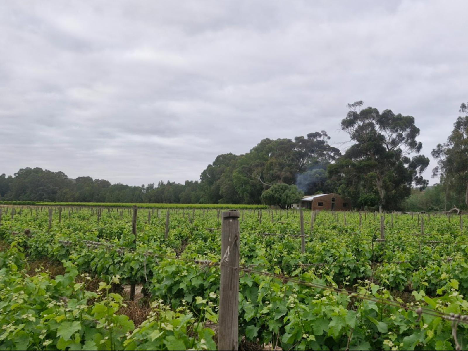 Merwespont River Life Guesthouses & Farm