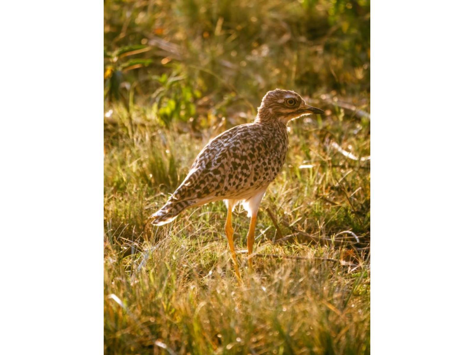 Airport Bird & Game Lodge