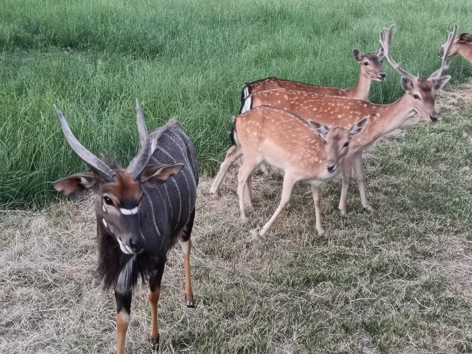 Airport Bird & Game Lodge