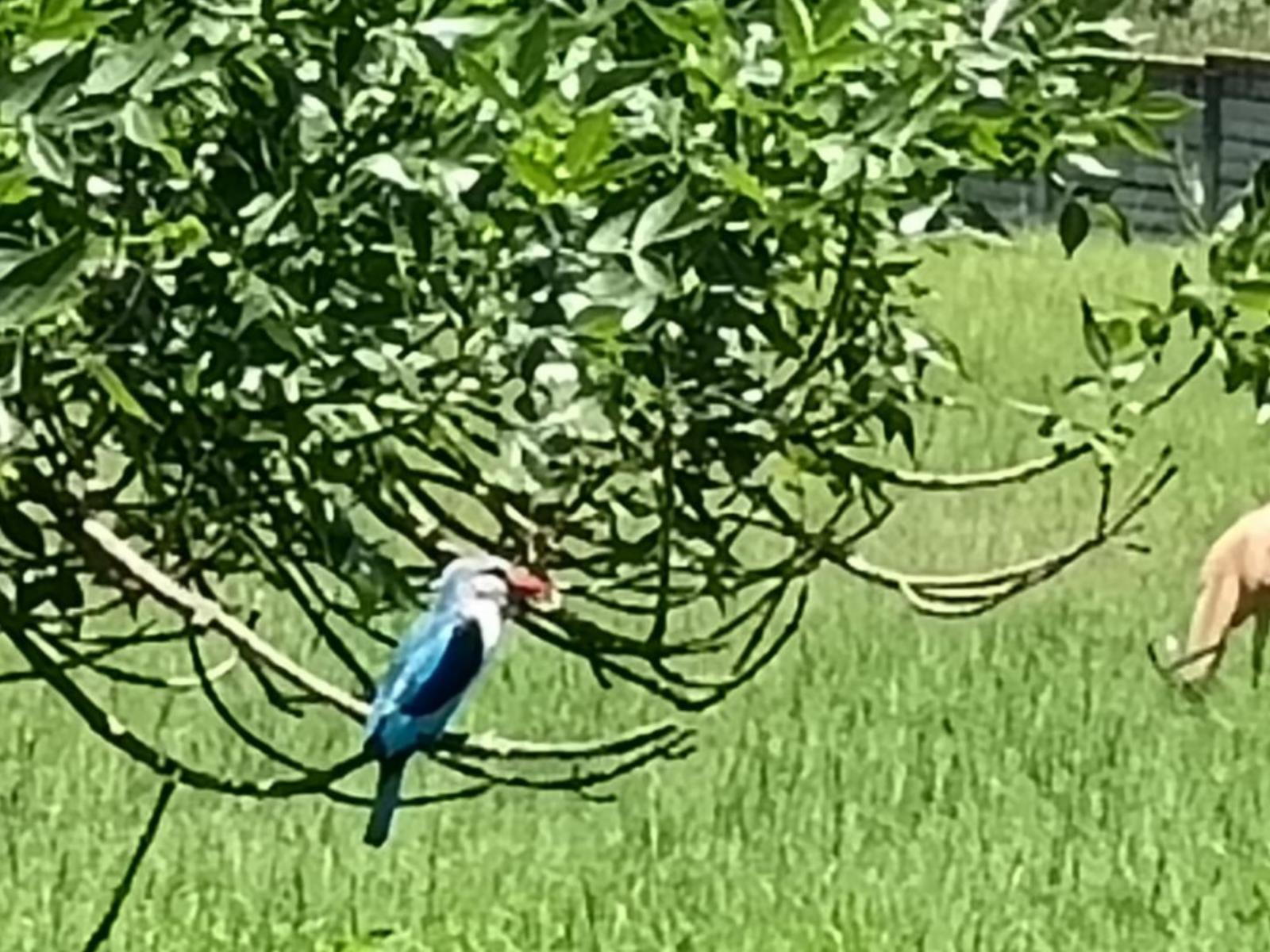 Airport Bird & Game Lodge