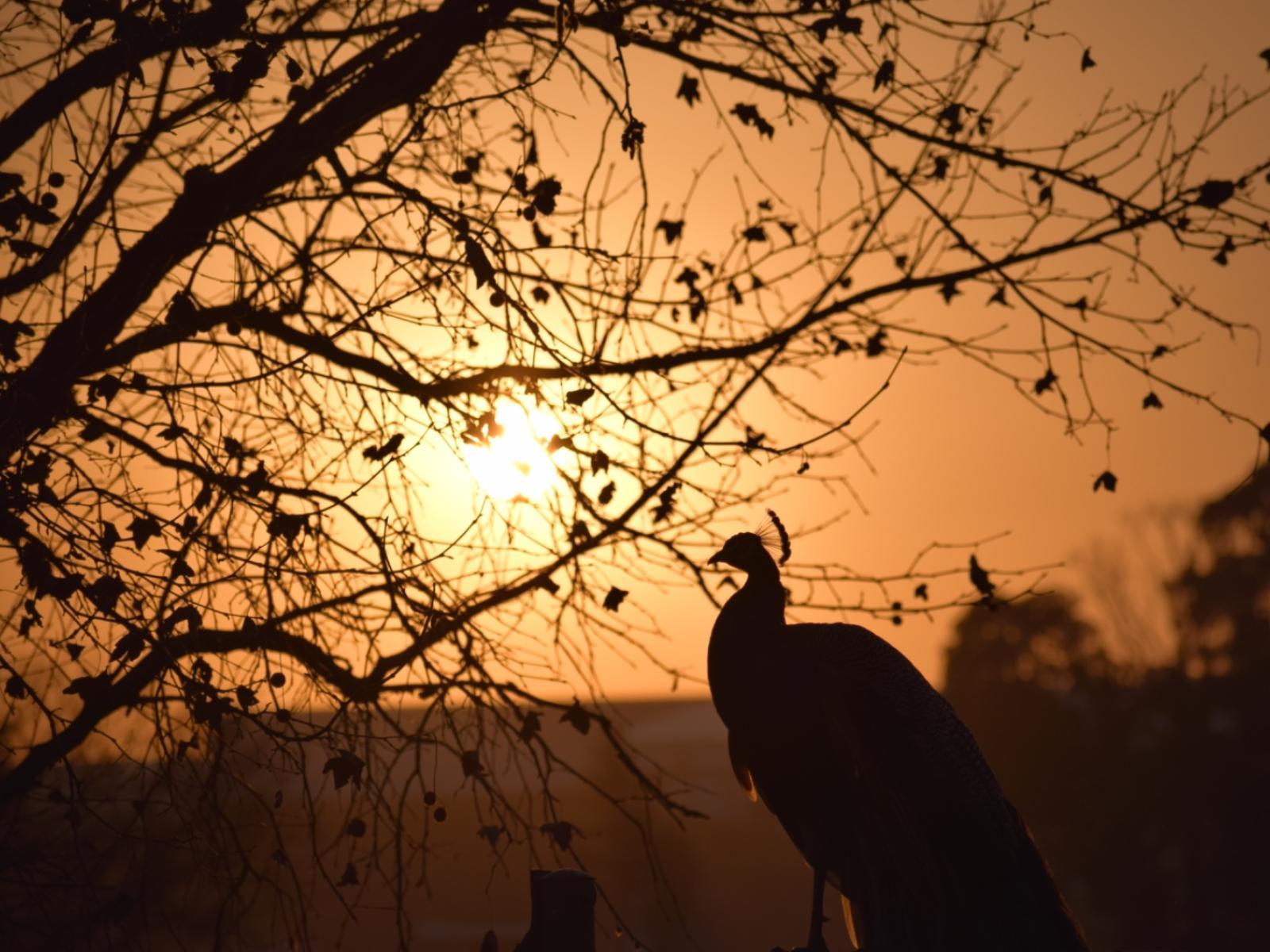 Airport Bird & Game Lodge