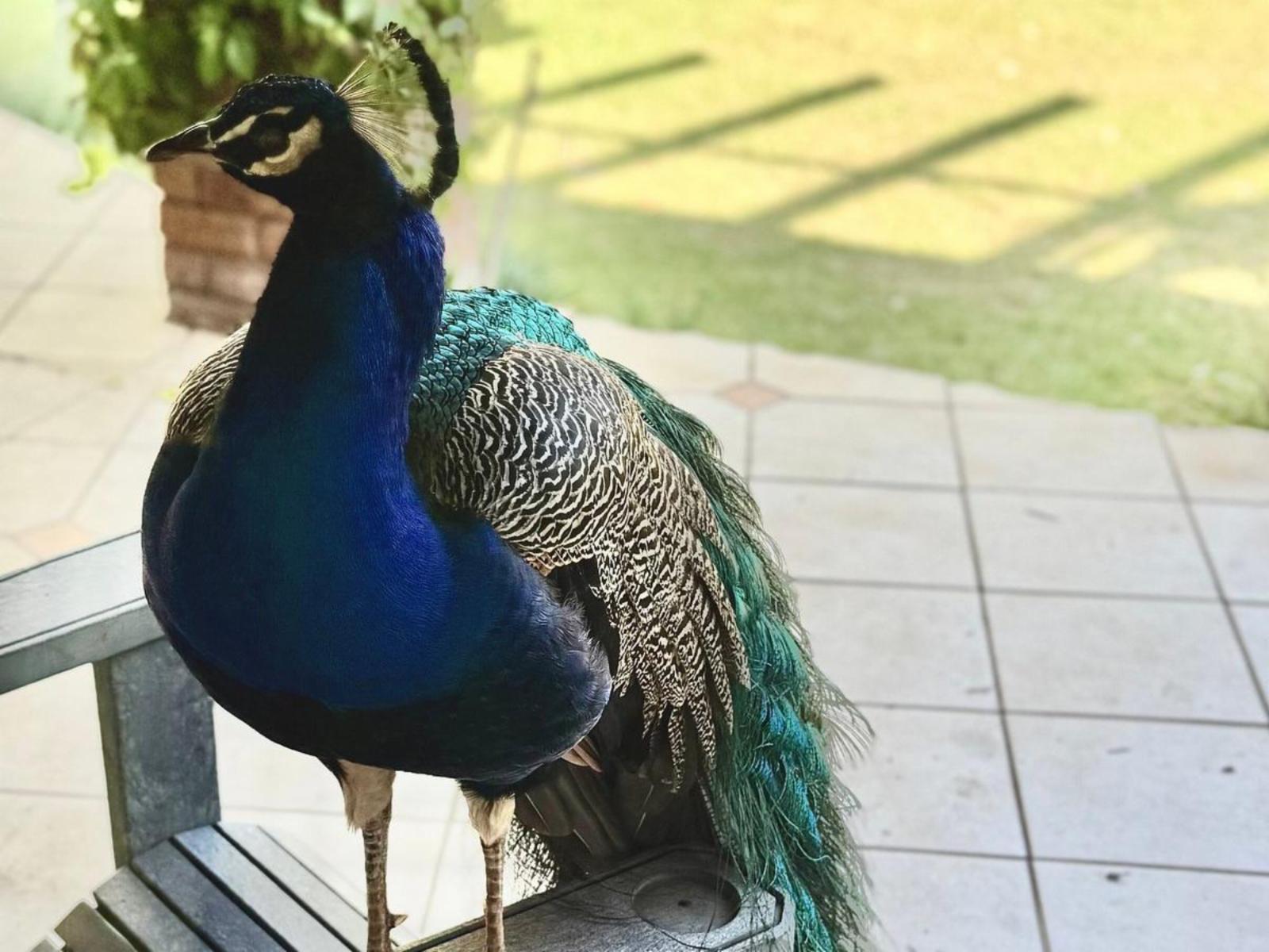 Airport Bird & Game Lodge