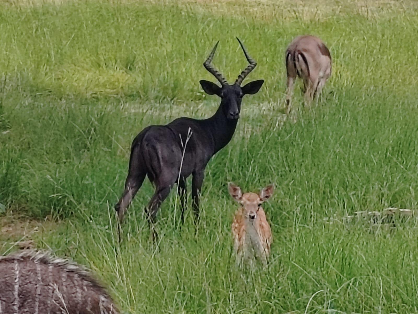 Airport Bird & Game Lodge