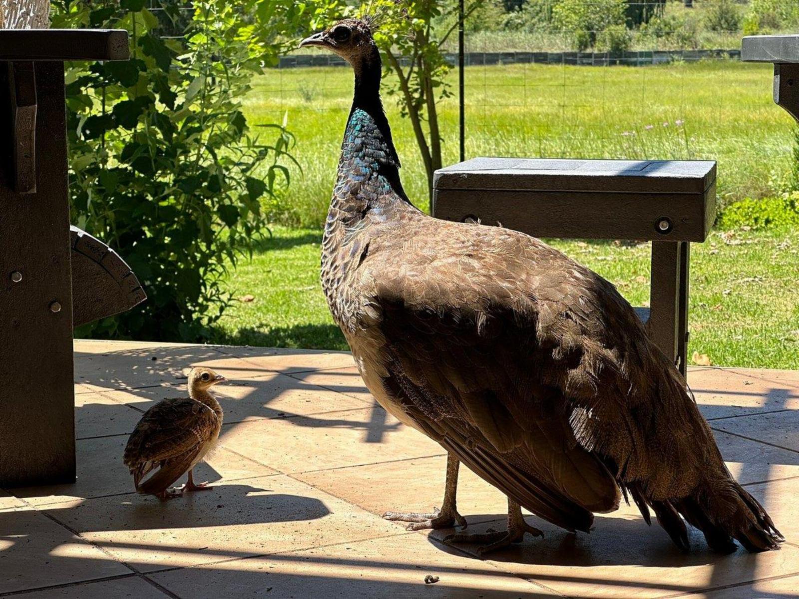 Airport Bird & Game Lodge