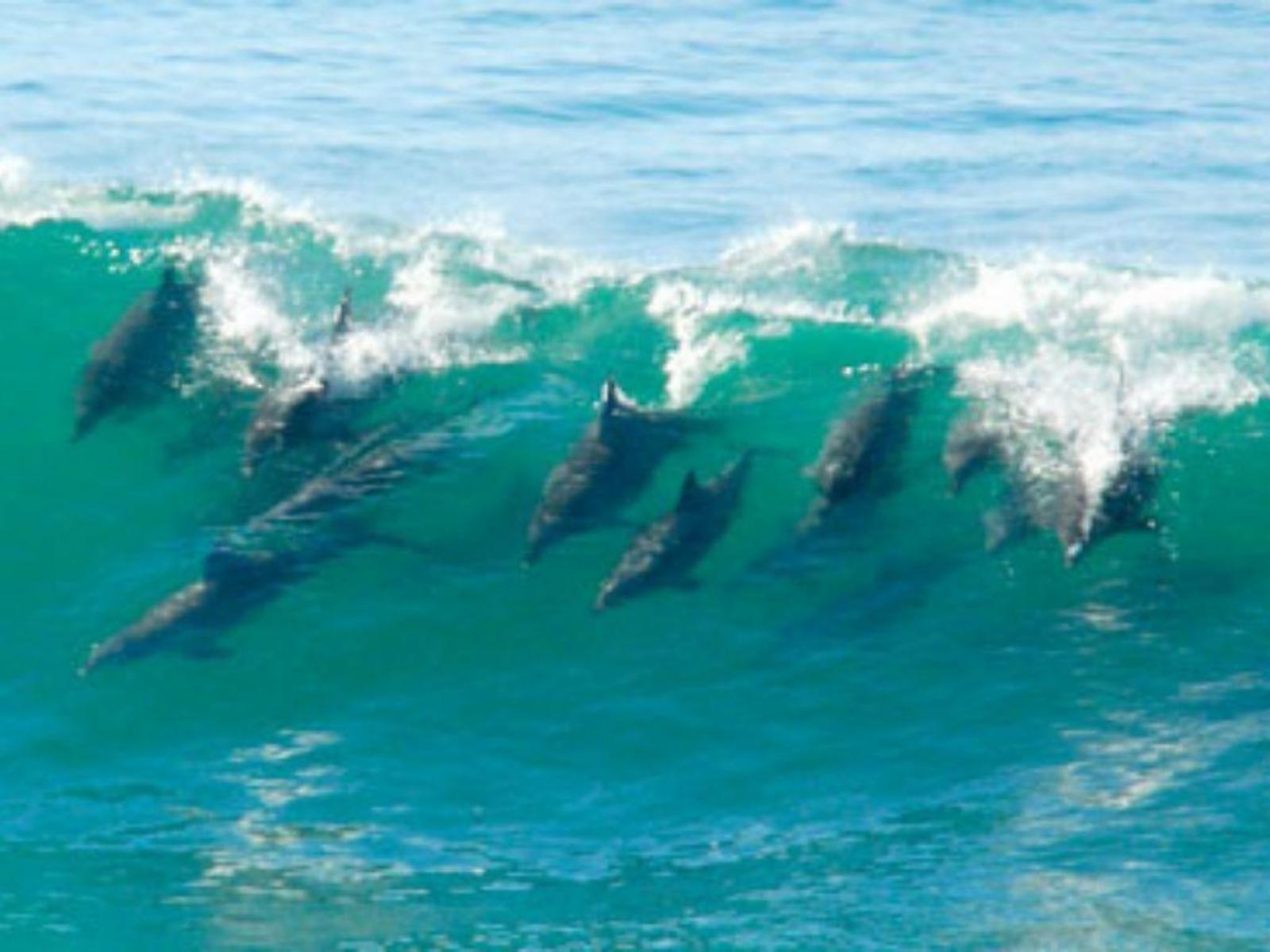 Escape to Dolphinview