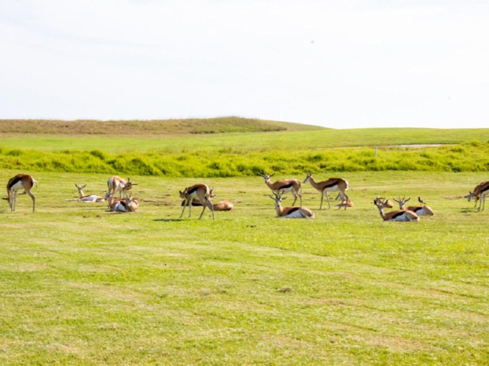 The UpDown House @ Oubaai