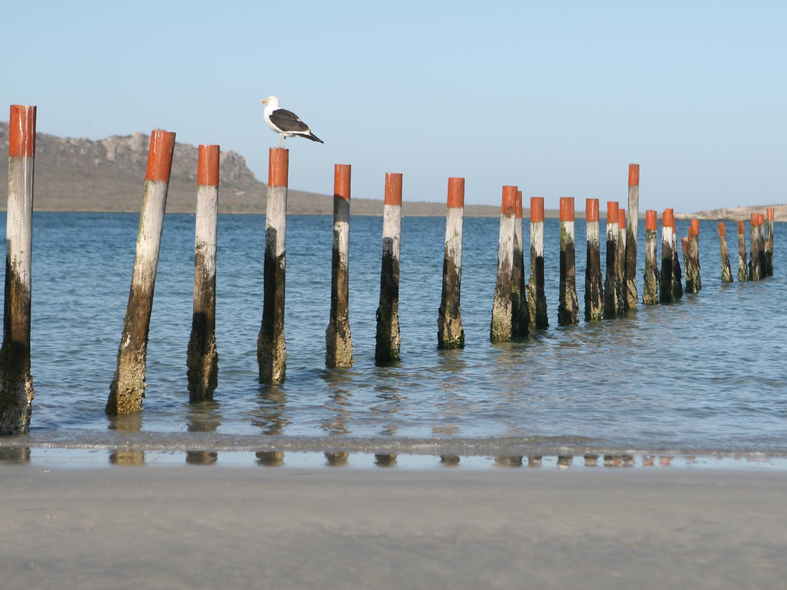 Flamingo's Nest Book Your Dream SelfCatering or Bed and Breakfast Now!