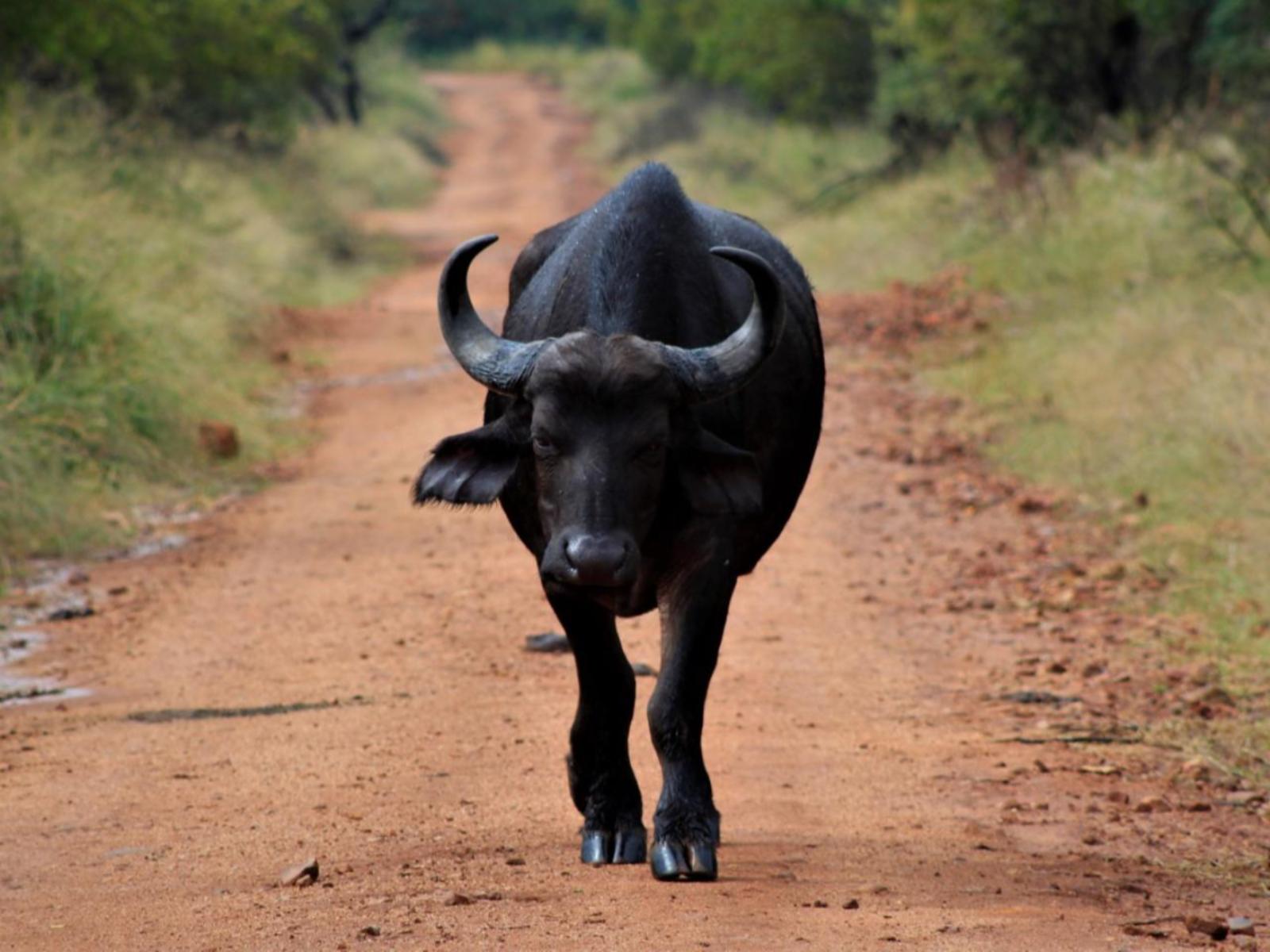 Mabalingwe Game Reserve