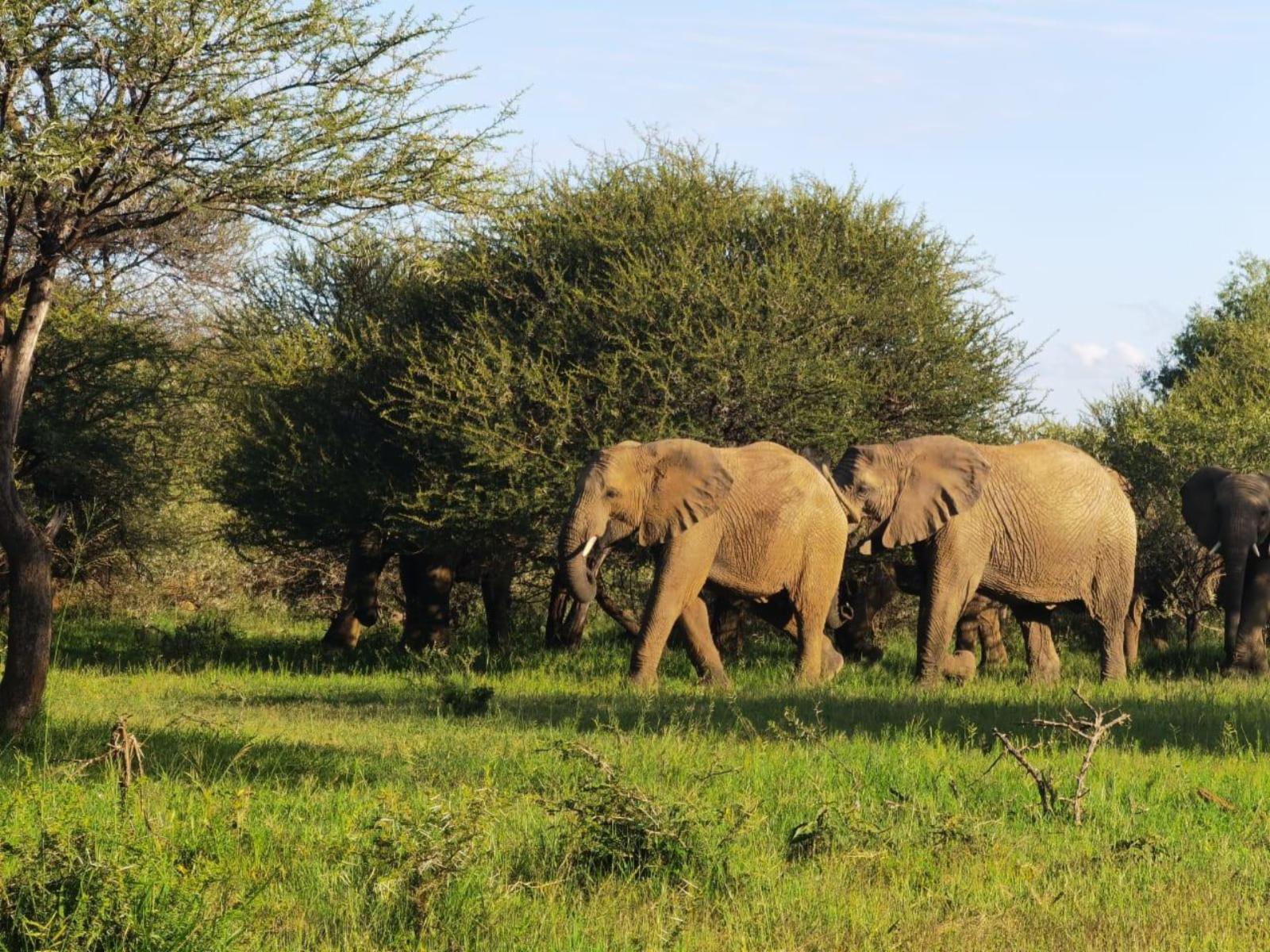 Mabalingwe Game Reserve