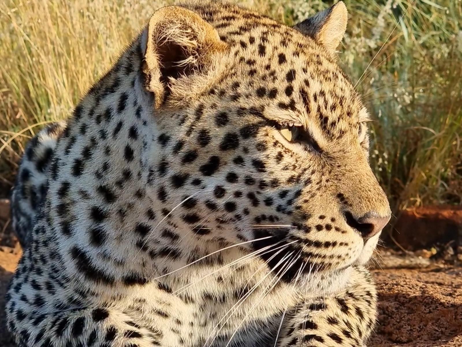 Mabalingwe Game Reserve