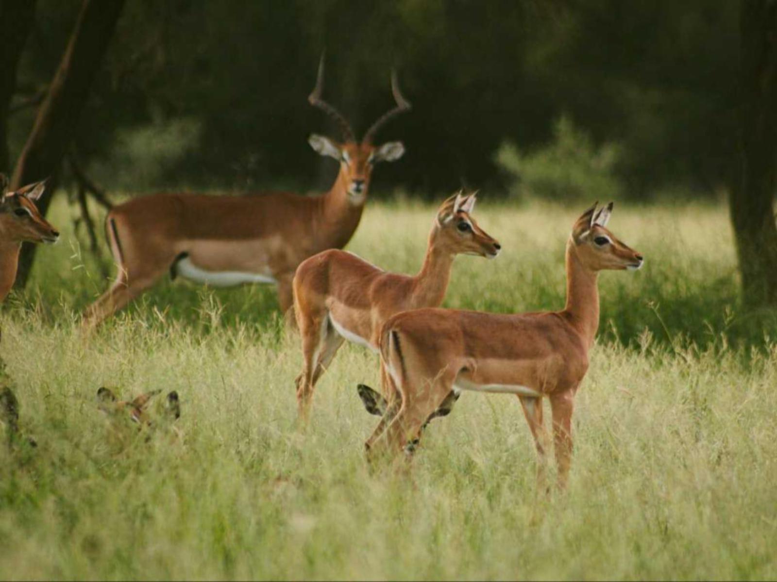 Mabalingwe Caravan Park