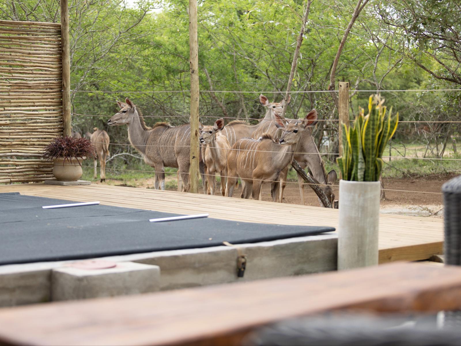 Crocodile Ridge Bush Villa