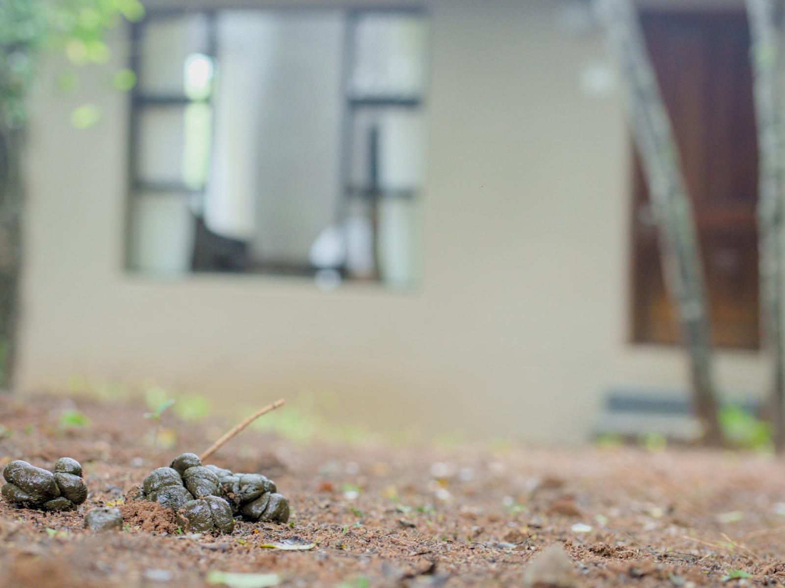 Mazuri Bush Cottages