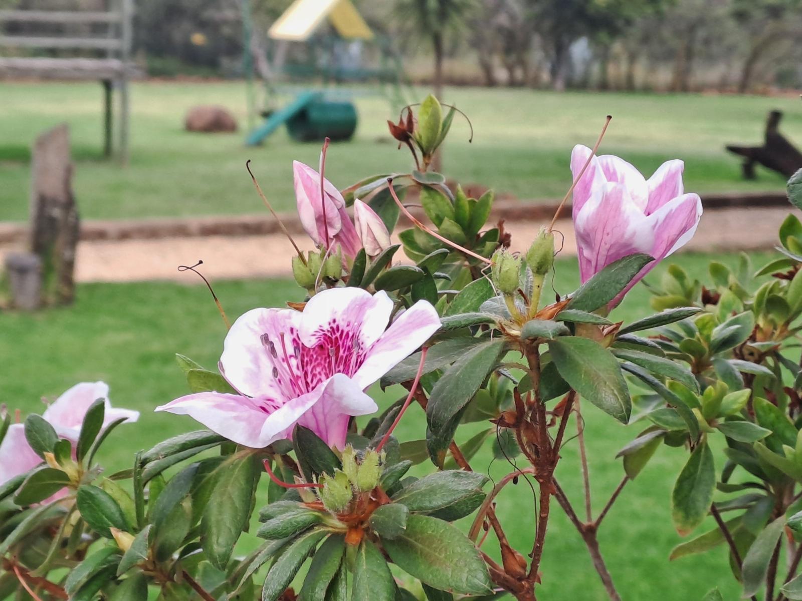 Buck Hill Bush Lodge