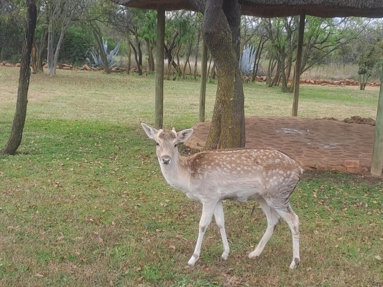 Buck Hill Bush Lodge
