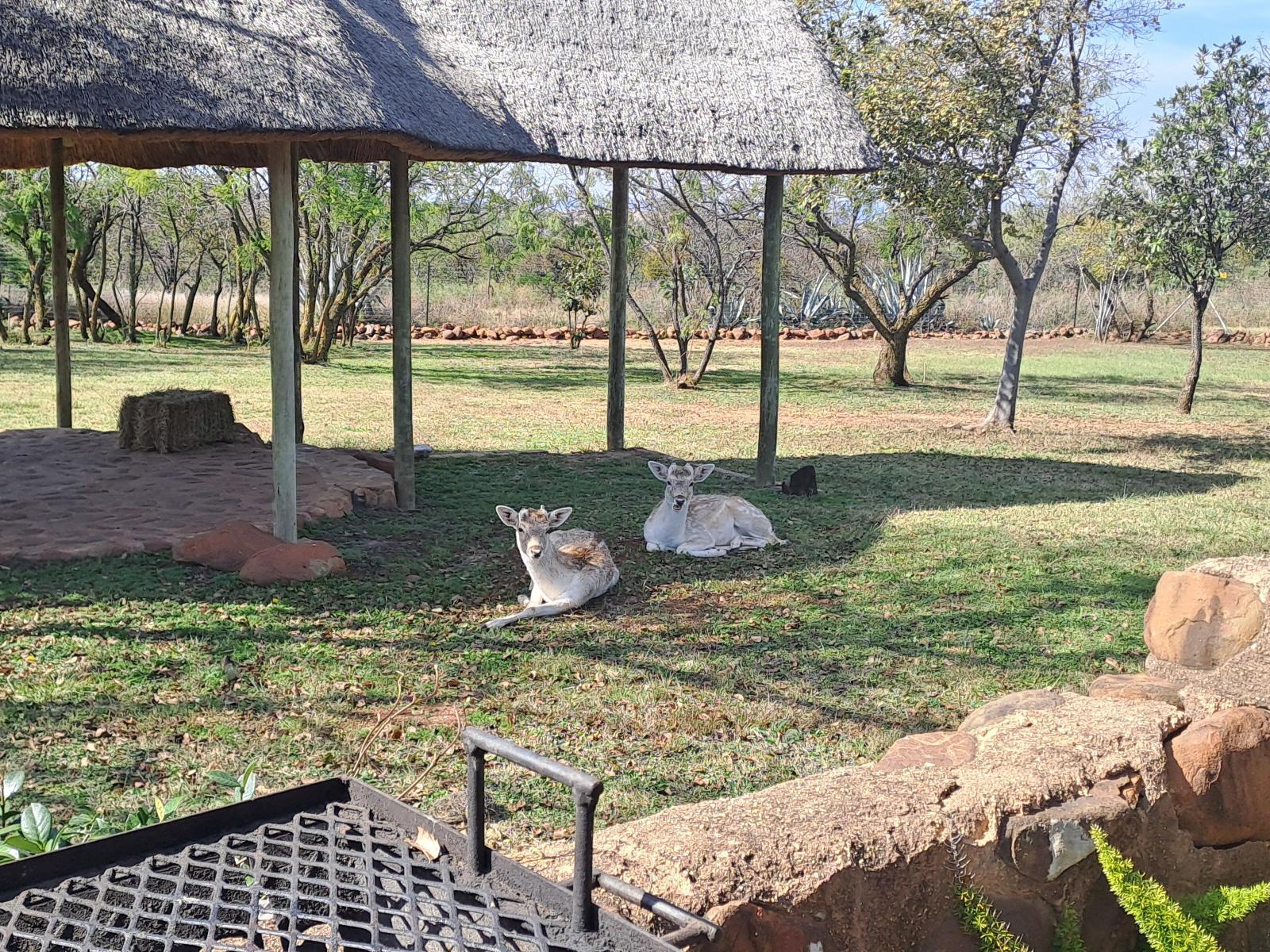 Buck Hill Bush Lodge
