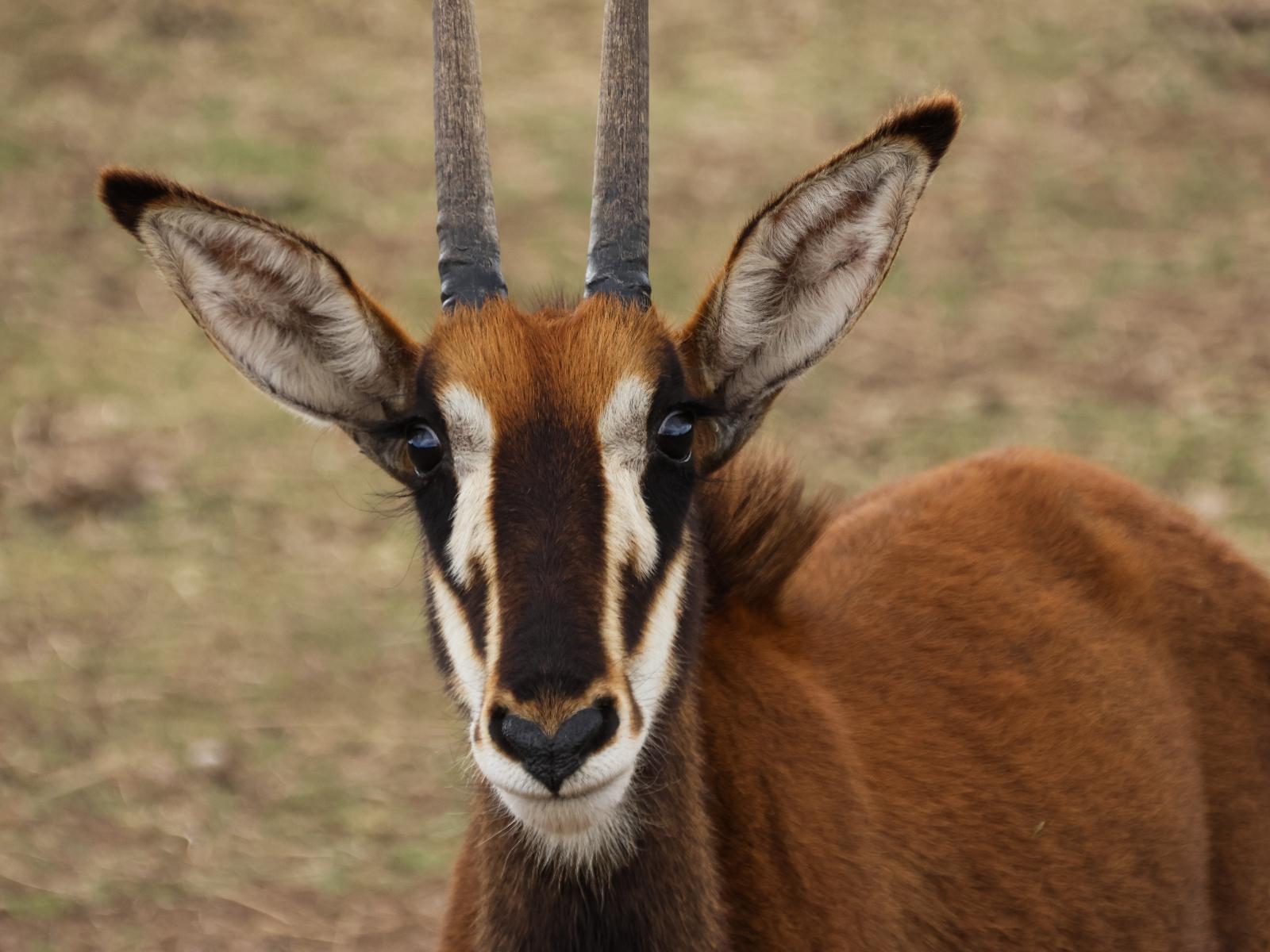 Swartklip Game Lodge