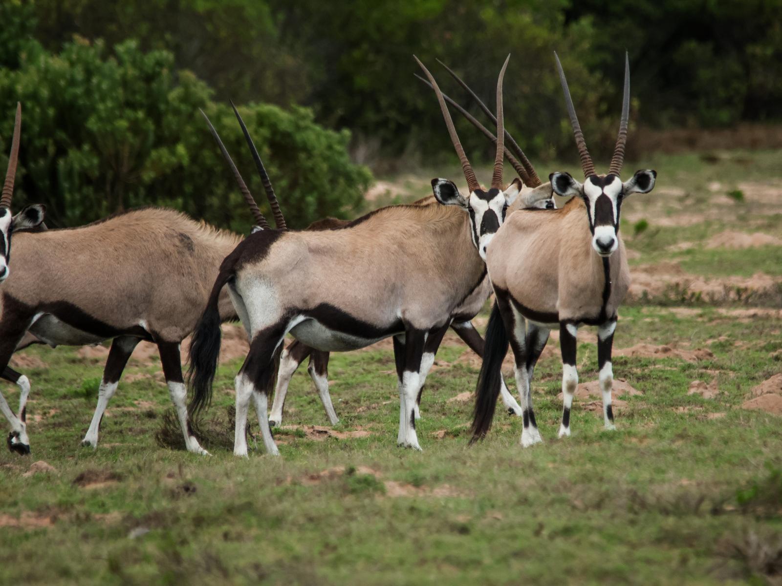 Swartklip Game Lodge