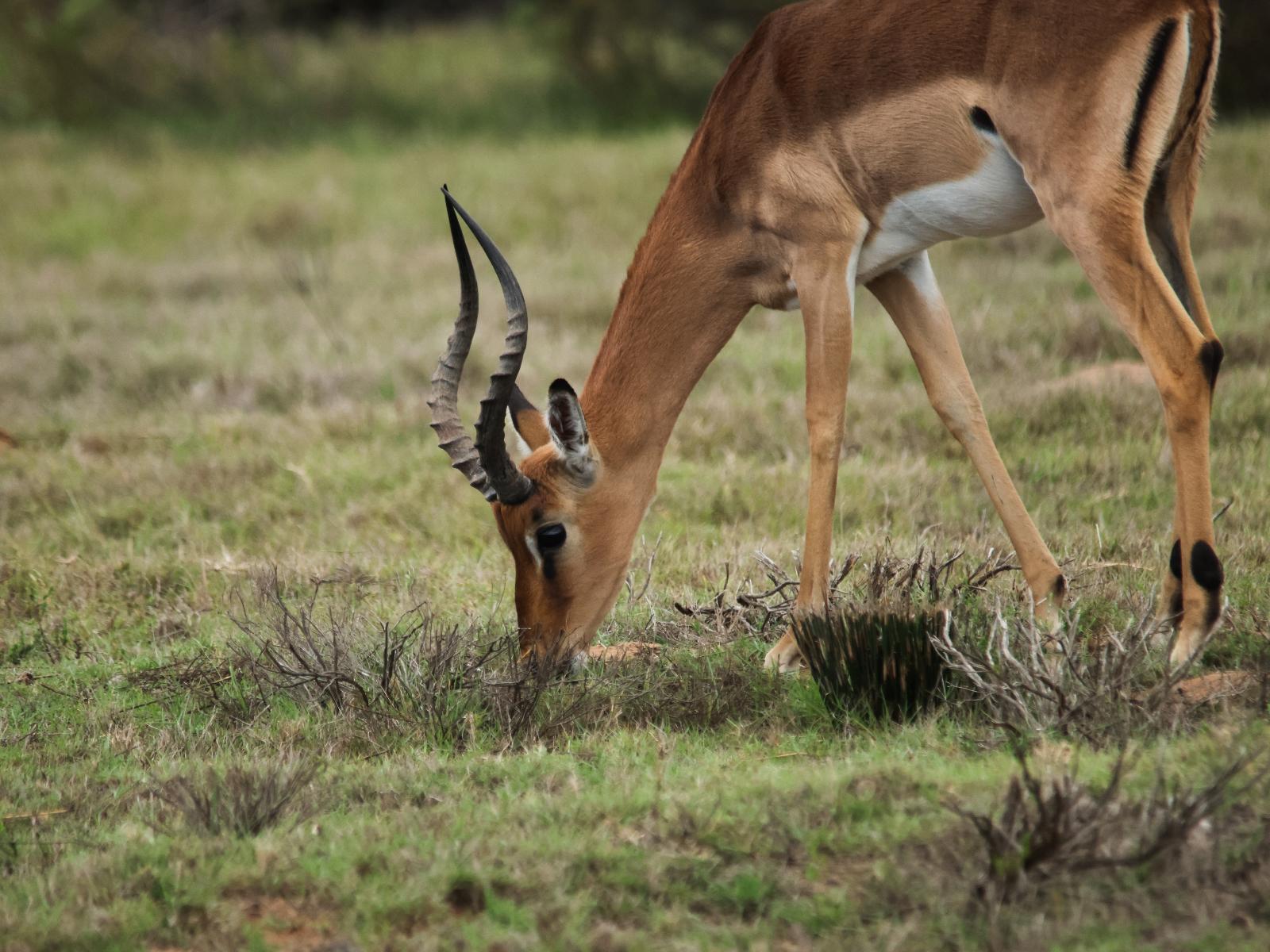 Swartklip Game Lodge