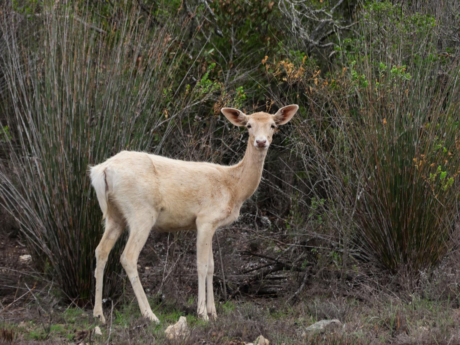 Swartklip Game Lodge