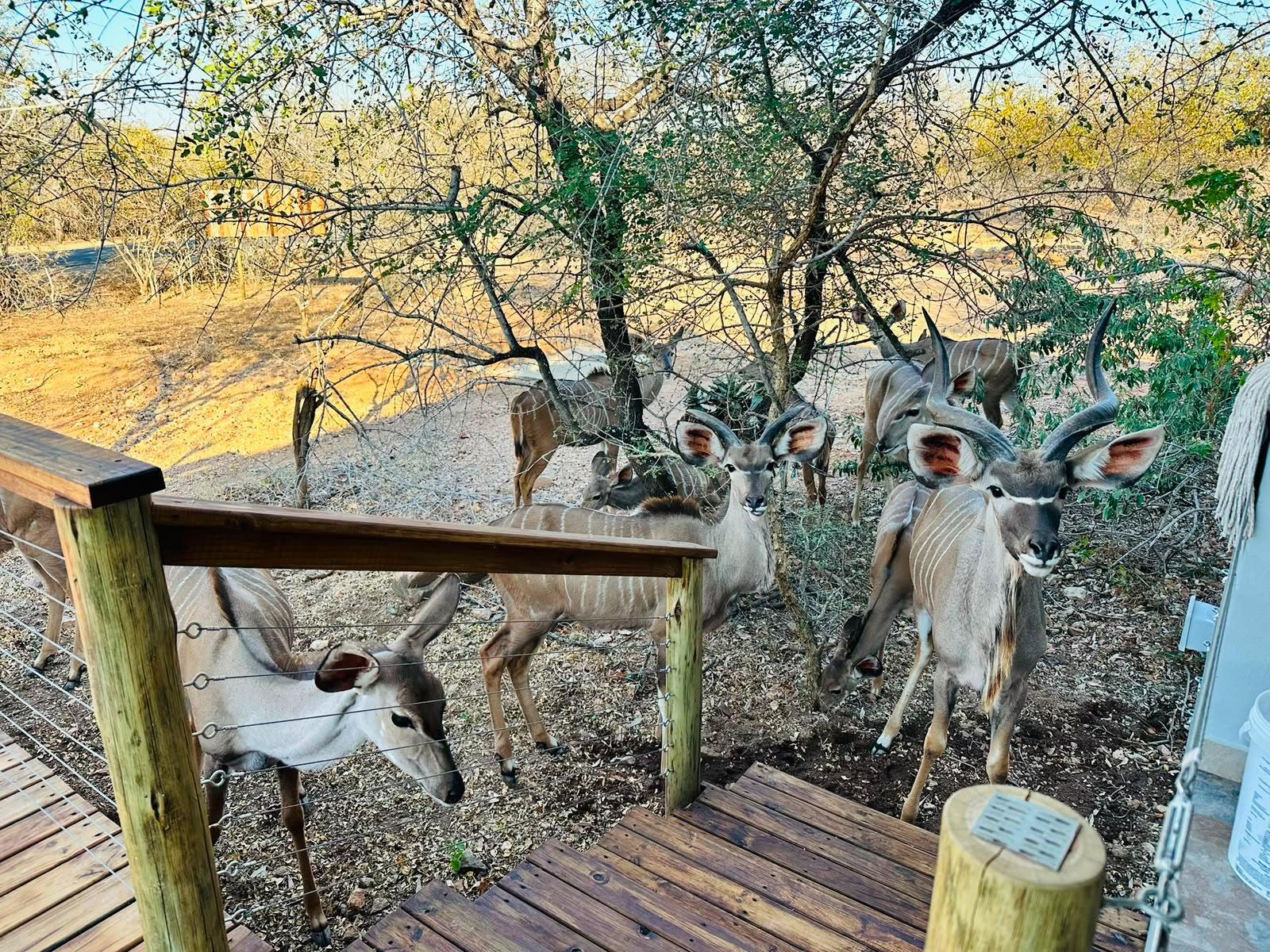 Springbokkie- Marloth Park Getaway, Natural landscape Springbokkie- Marloth Park Getaway, Natural landscape