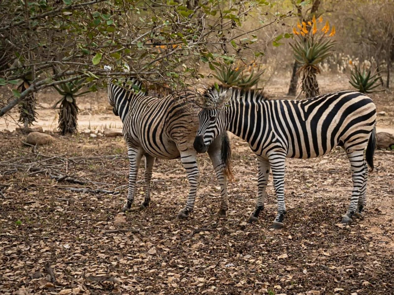 Bushveld Villa
