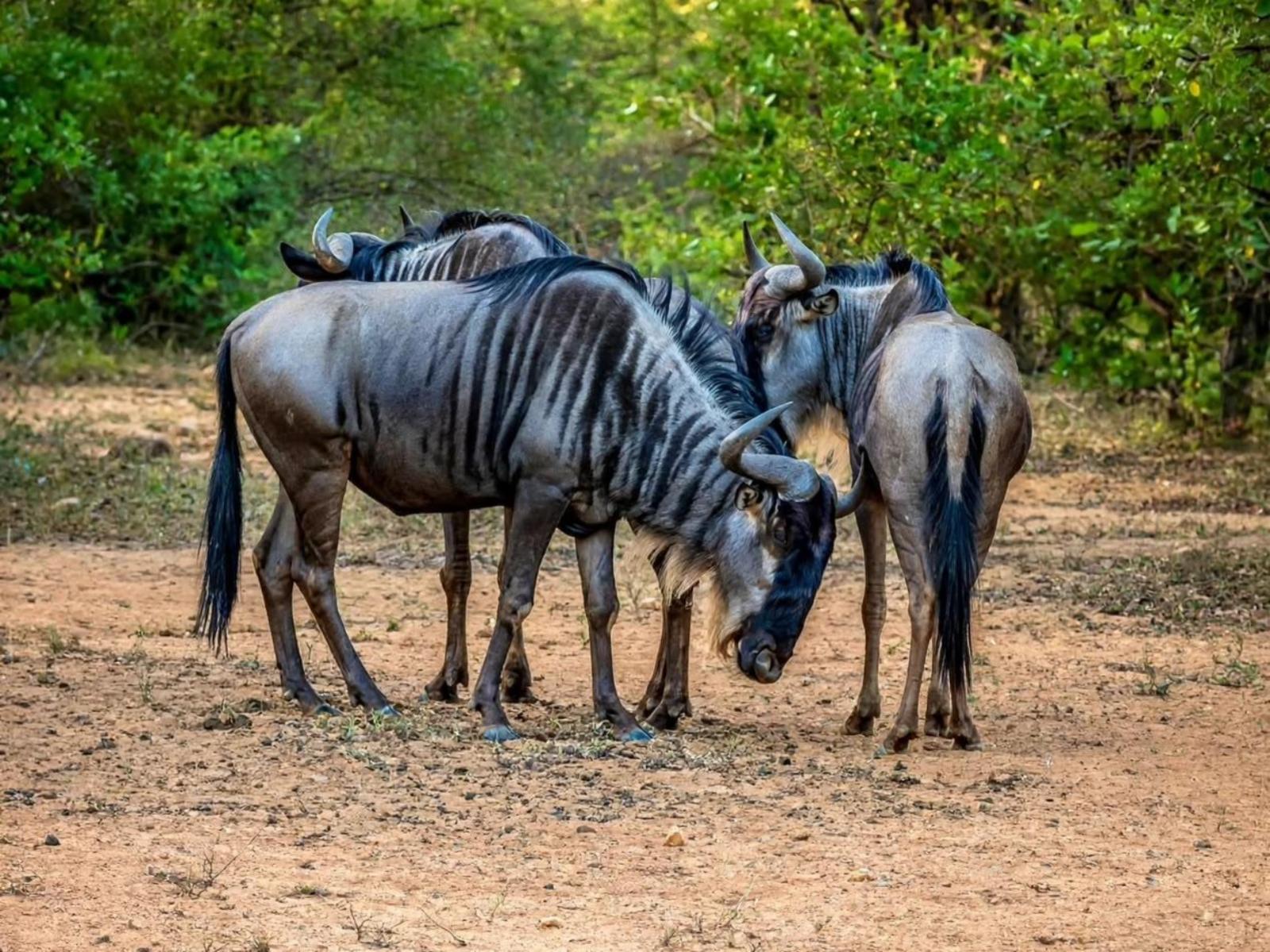 Bushveld Villa