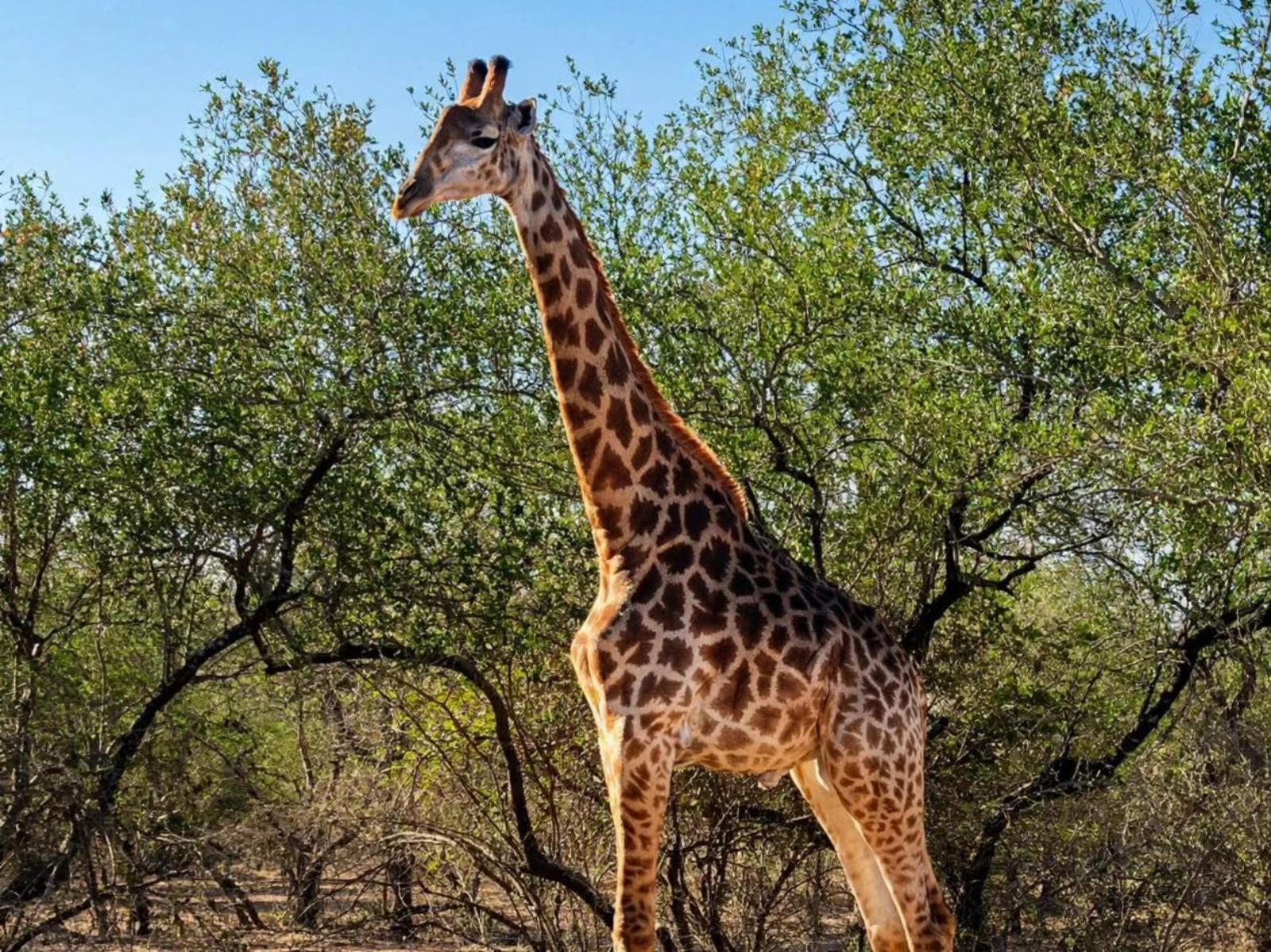 Bushveld Villa