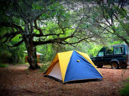 Owl Camp